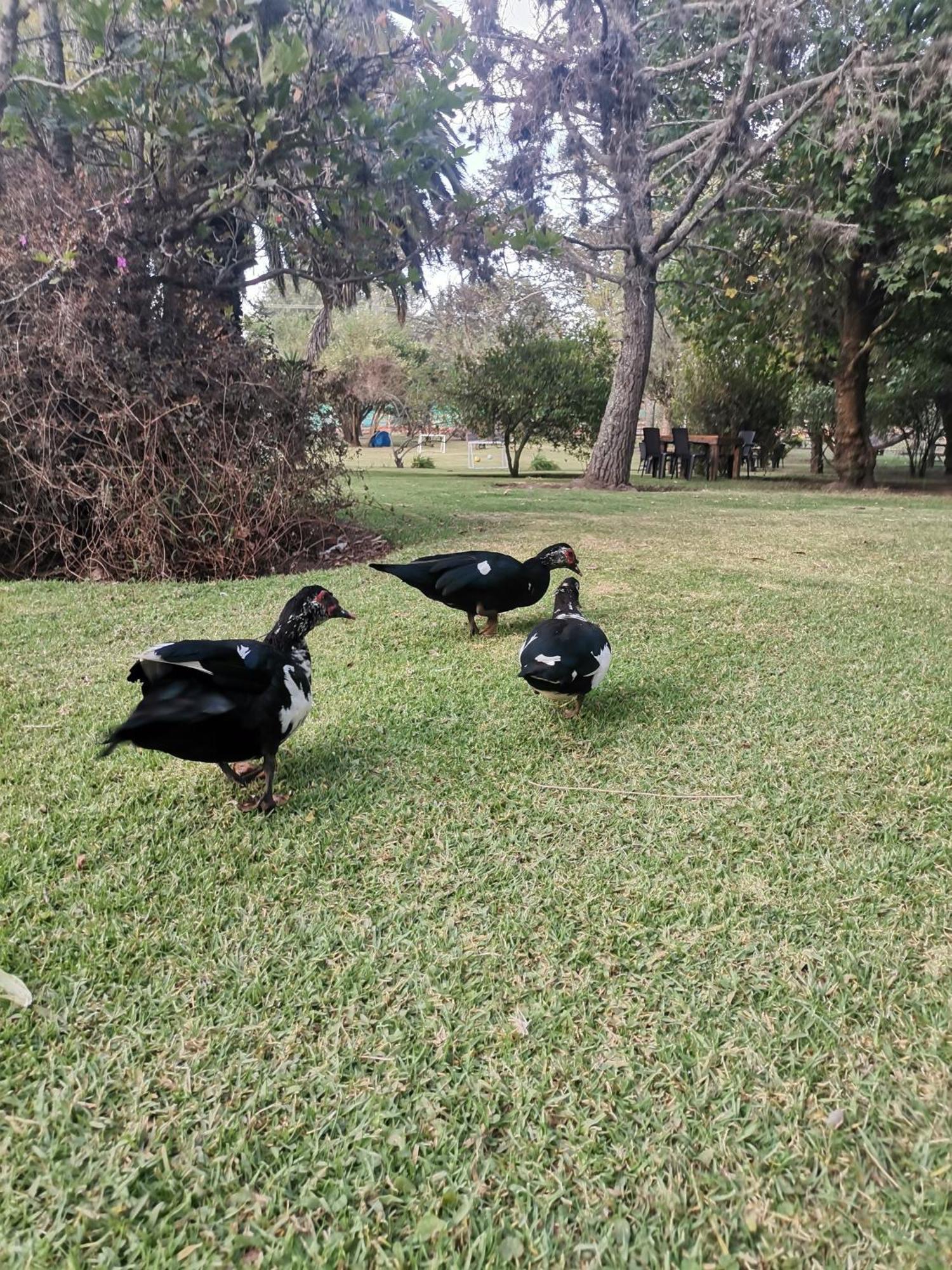 La Granja De Papa Alberto Puembo 외부 사진